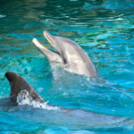 Nadar com golfinhos em Cancún – Dolphin Discovery