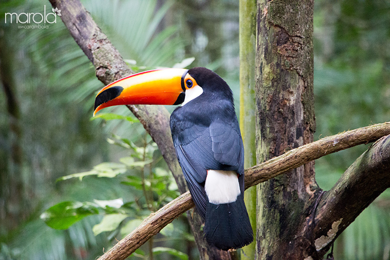 Parque das Aves - Viagem para Foz do Iguaçu