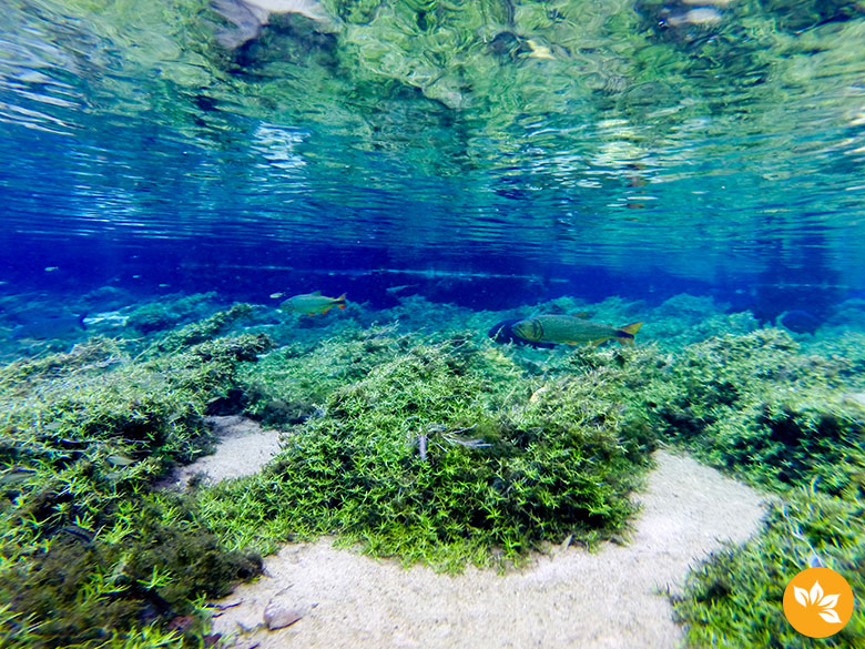 Bonito - Flutuação no Rio da Prata