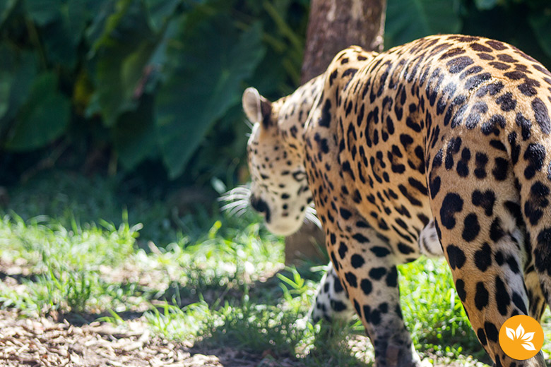 Tigre no ZooGramado