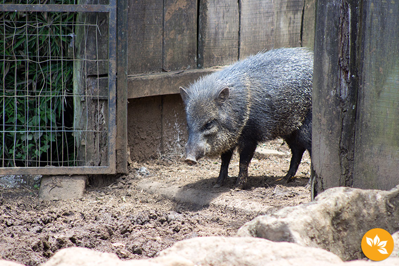 Visita ao Zoológico de Gramado