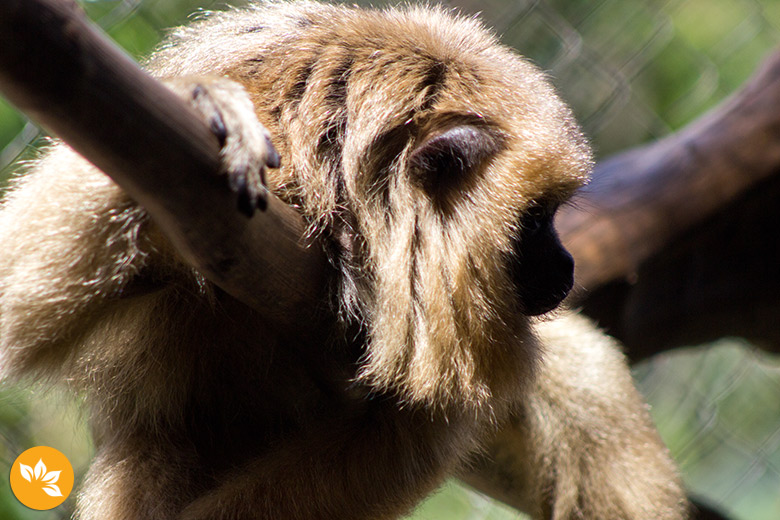 Macaquinho no GramadoZoo