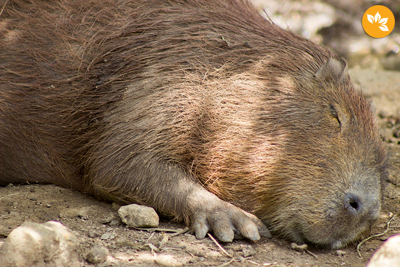 Visita ao Zoológico de Gramado