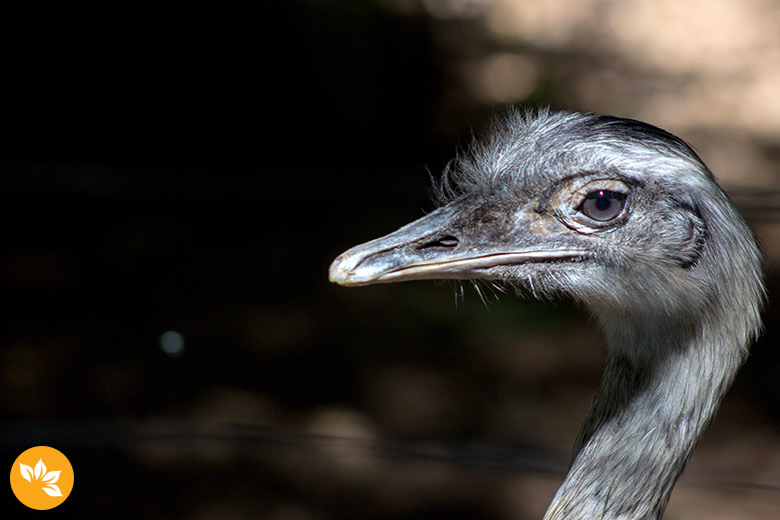 Visita ao Zoológico de Gramado