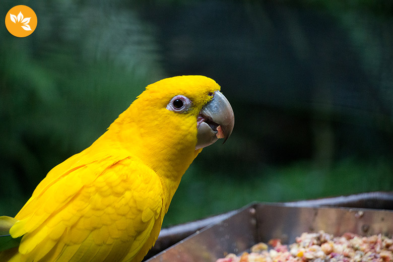 Parque das Aves em Foz do Iguaçu - Amarelinho