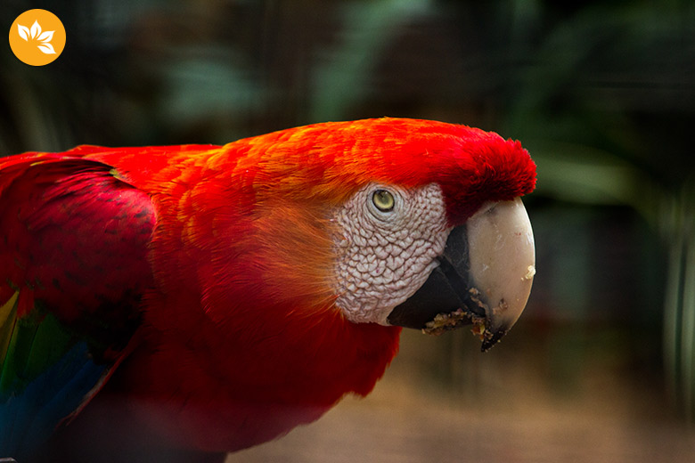 Parque das Aves em Foz do Iguaçu - Araras