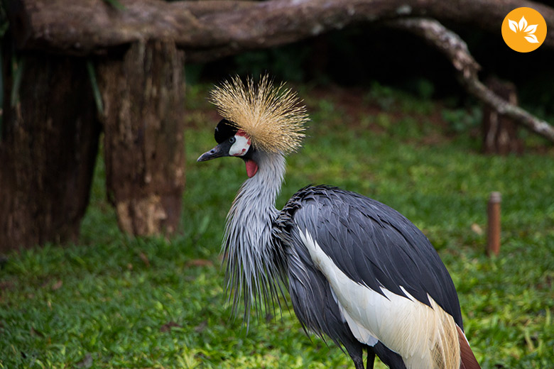 Parque das Aves em Foz do Iguaçu - Cabelinho