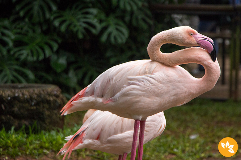 Parque das Aves em Foz do Iguaçu - Flamingo