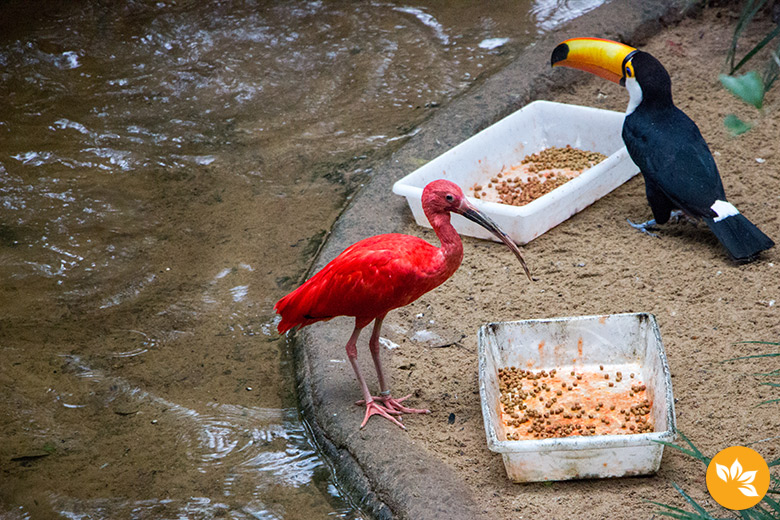 Parque das Aves em Foz do Iguaçu - Tucano