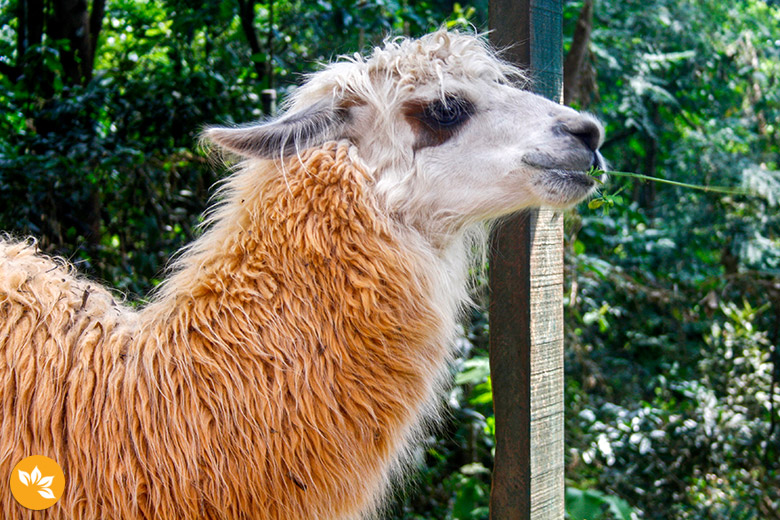 Zoo Safari em São Paulo