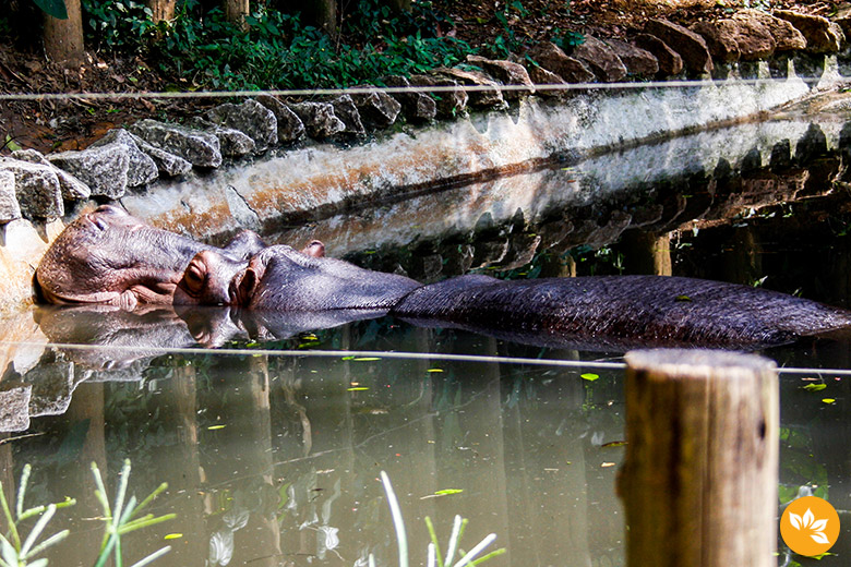 Zoo Safári em São Paulo