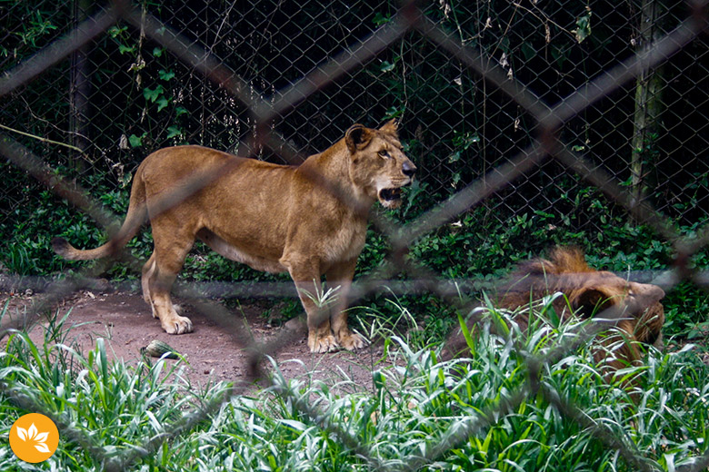 Zoo Safári em São Paulo