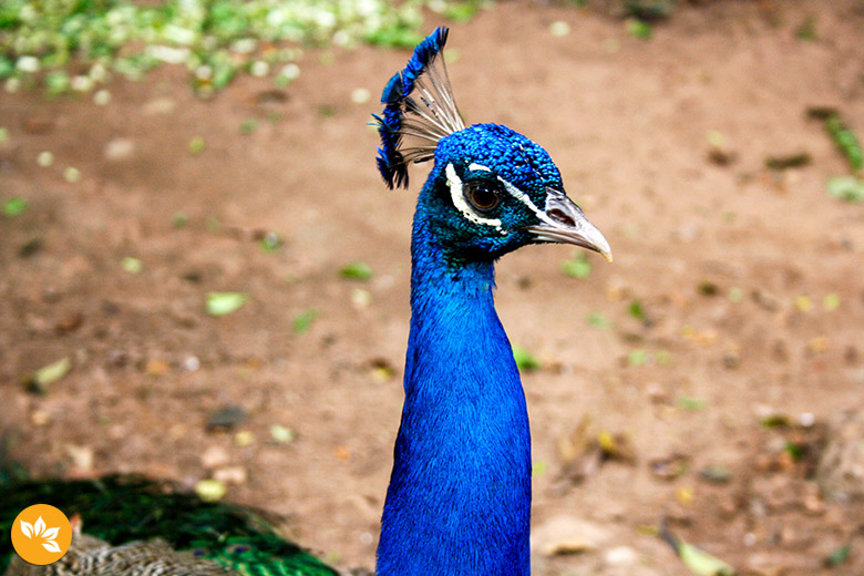 Zoo Safári em São Paulo