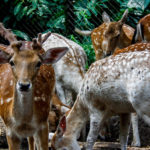 Zoo Safári em São Paulo