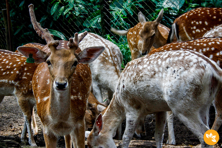 Zoo Safári em São Paulo