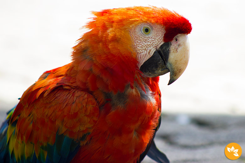 Gramado Zoo - 5 lugares para viajar no Brasil em 2016