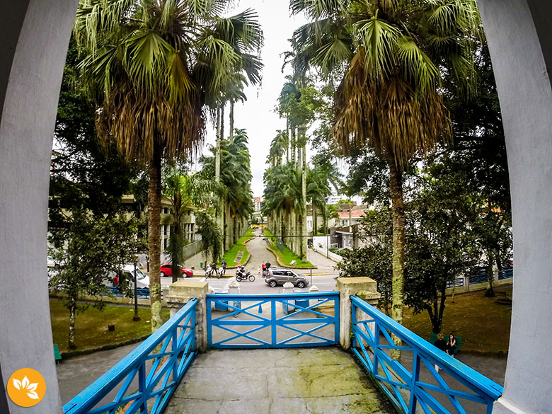 O que fazer em Joinville - Rua das Palmeiras