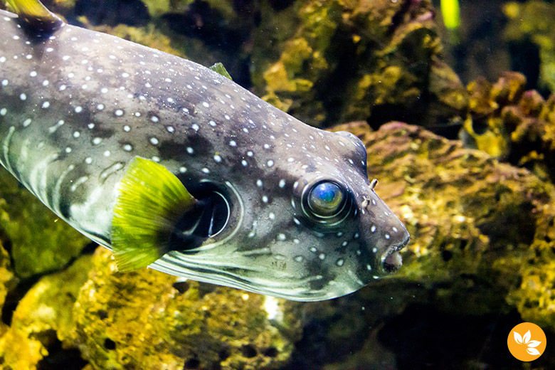 Aquário de São Paulo - Peixes