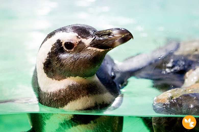 Aquário de São Paulo - Pinguim