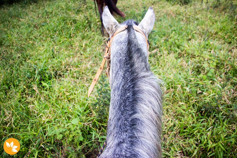 Passeio a Cavalo na Estância Mimosa