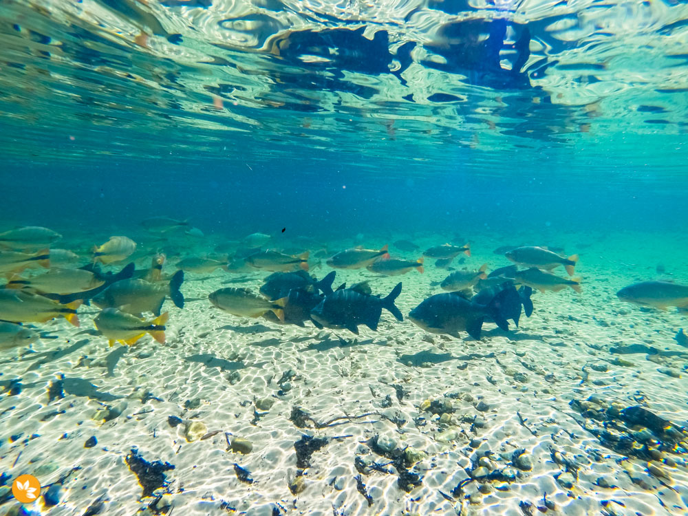 Piscina de água natural cheia de peixes no Balneário Estivado