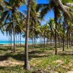 Famosos Coqueiros no Passeio de buggy em Porto de Galinhas