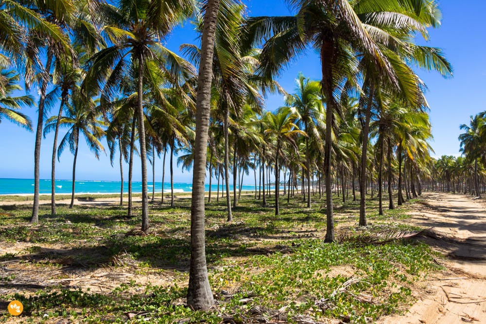 Famosos Coqueiros no Passeio de buggy em Porto de Galinhas